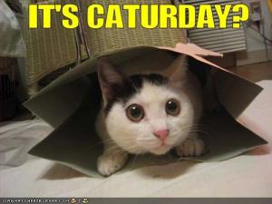Curiosidades Y Bromas. Funny-pictures-cat-is-excited-for-caturday